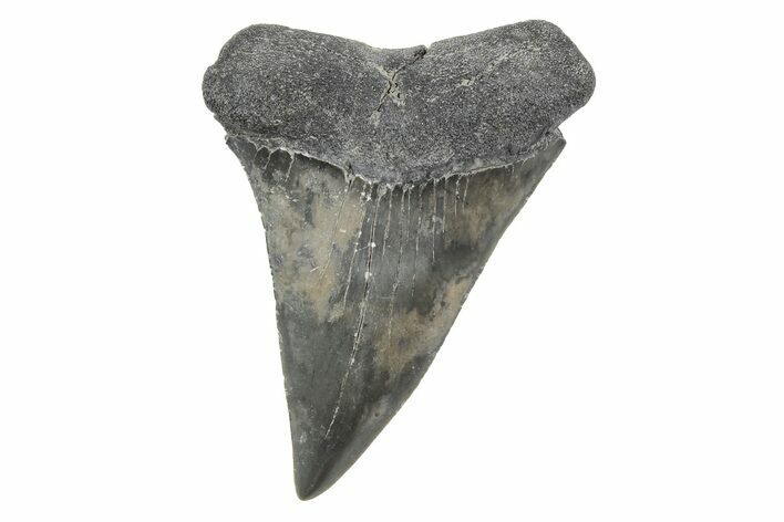 Large, Fossil Broad-Toothed Mako Tooth - South Carolina #214549